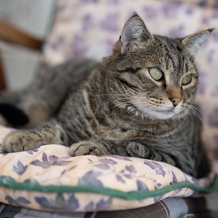 Porträt einer Katze auf einem Stuhl